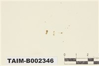 藏品(平苔科)的圖片